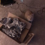 Gatsby box